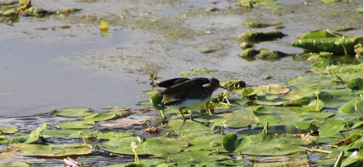 Solitary Sandpiper - ML645752612