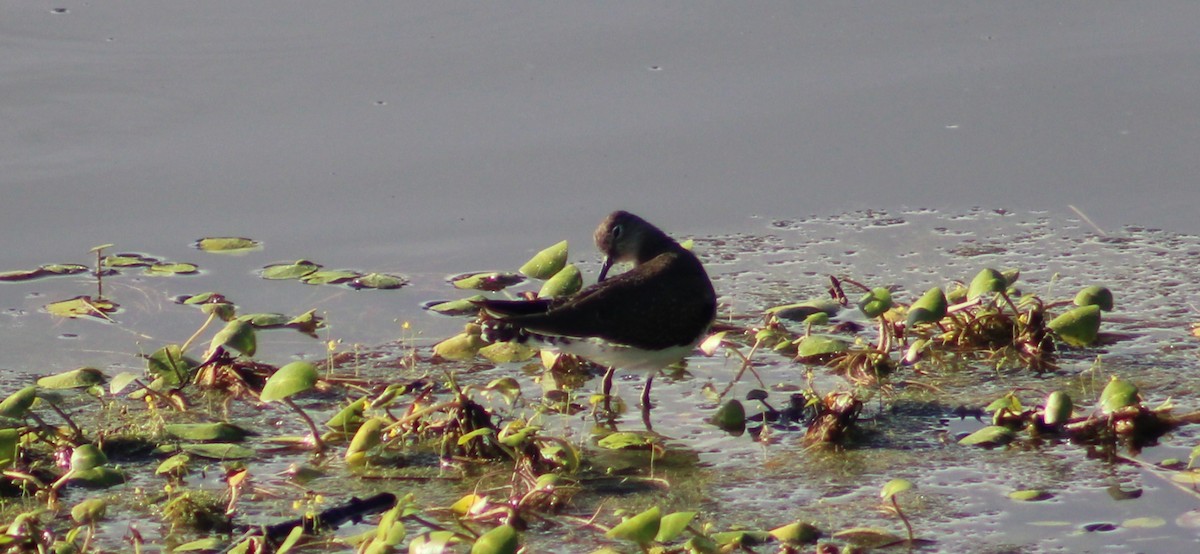 Solitary Sandpiper - ML645752613