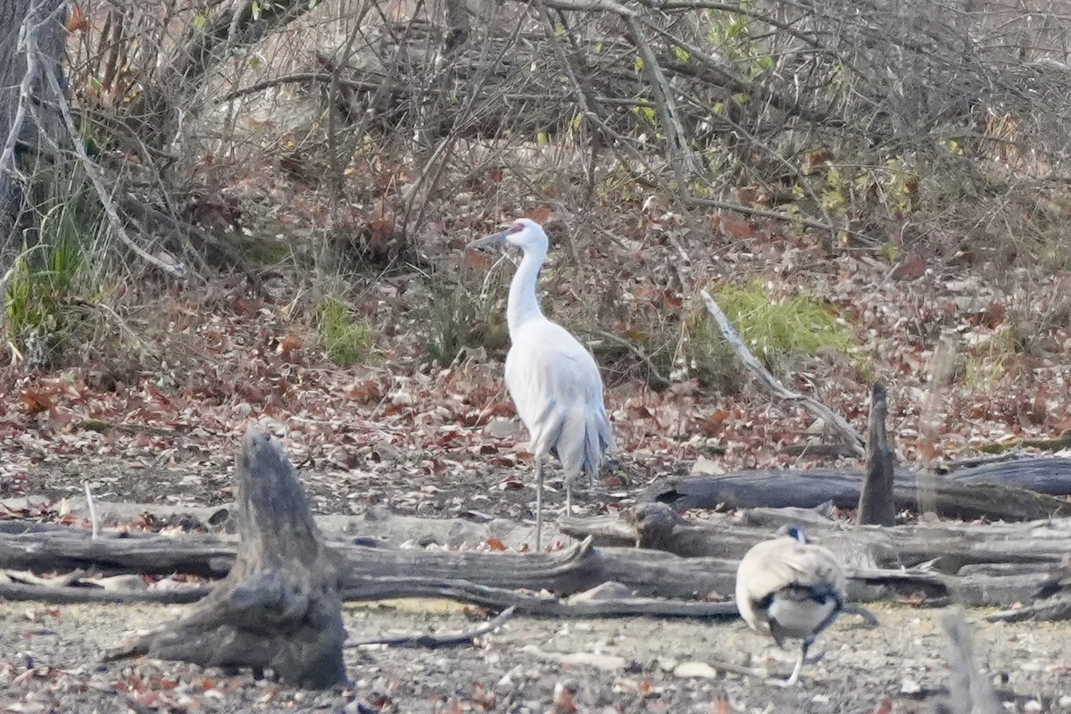 Sandhill Crane - ML645752615