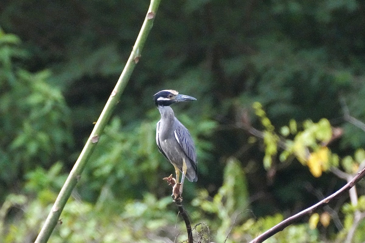 Yellow-crowned Night Heron - ML645752616