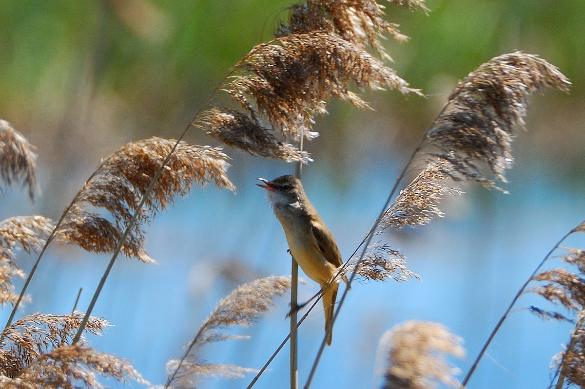 Great Reed Warbler - ML645752617