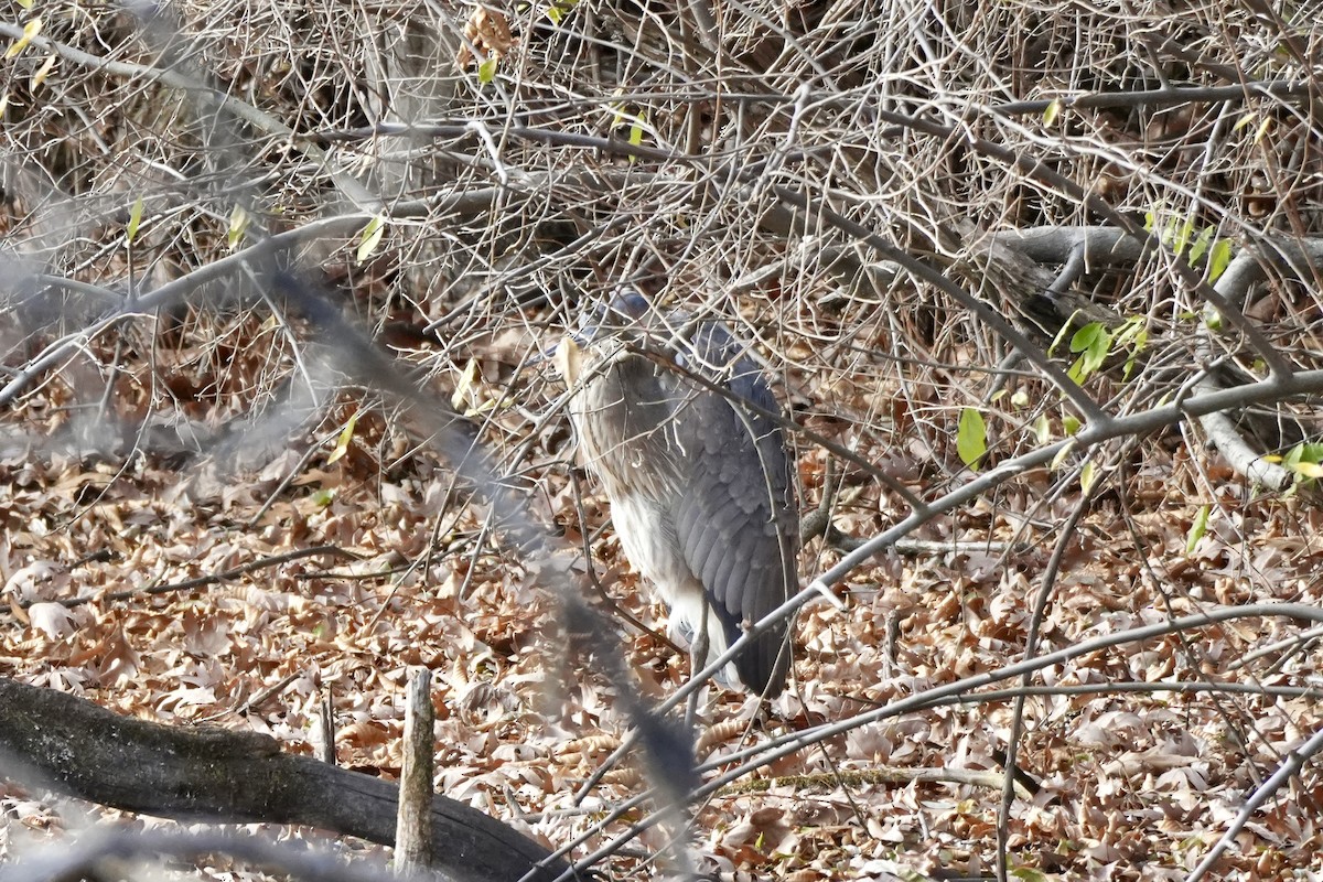 Great Blue Heron - ML645752618