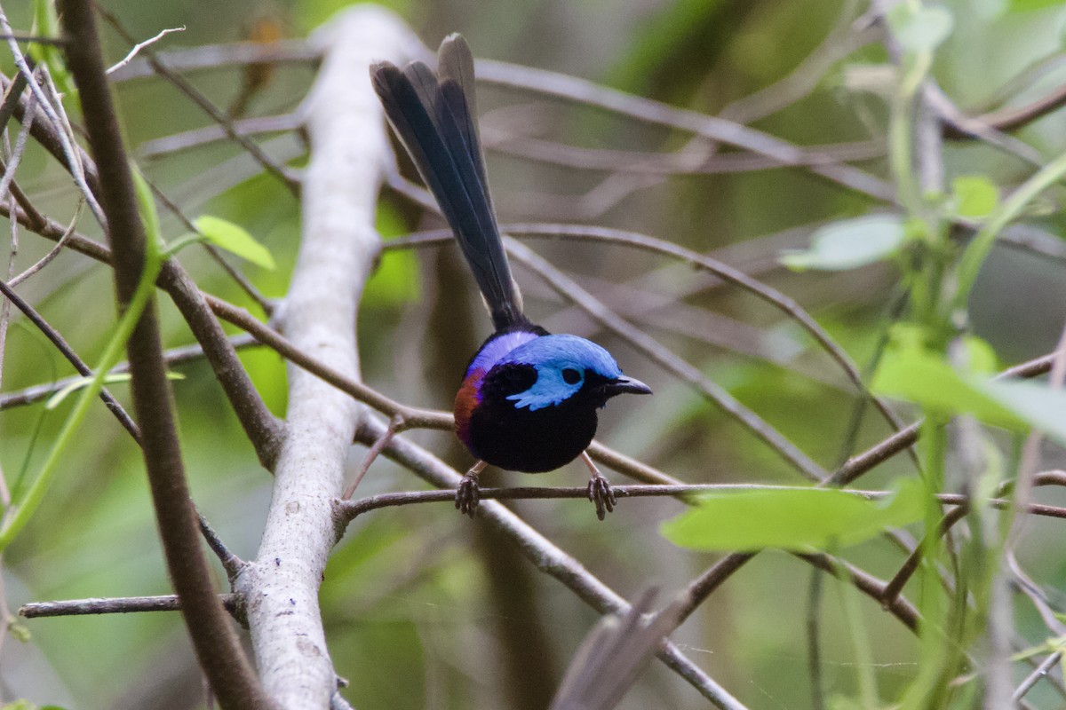 タサイオーストラリアムシクイ - ML645752619