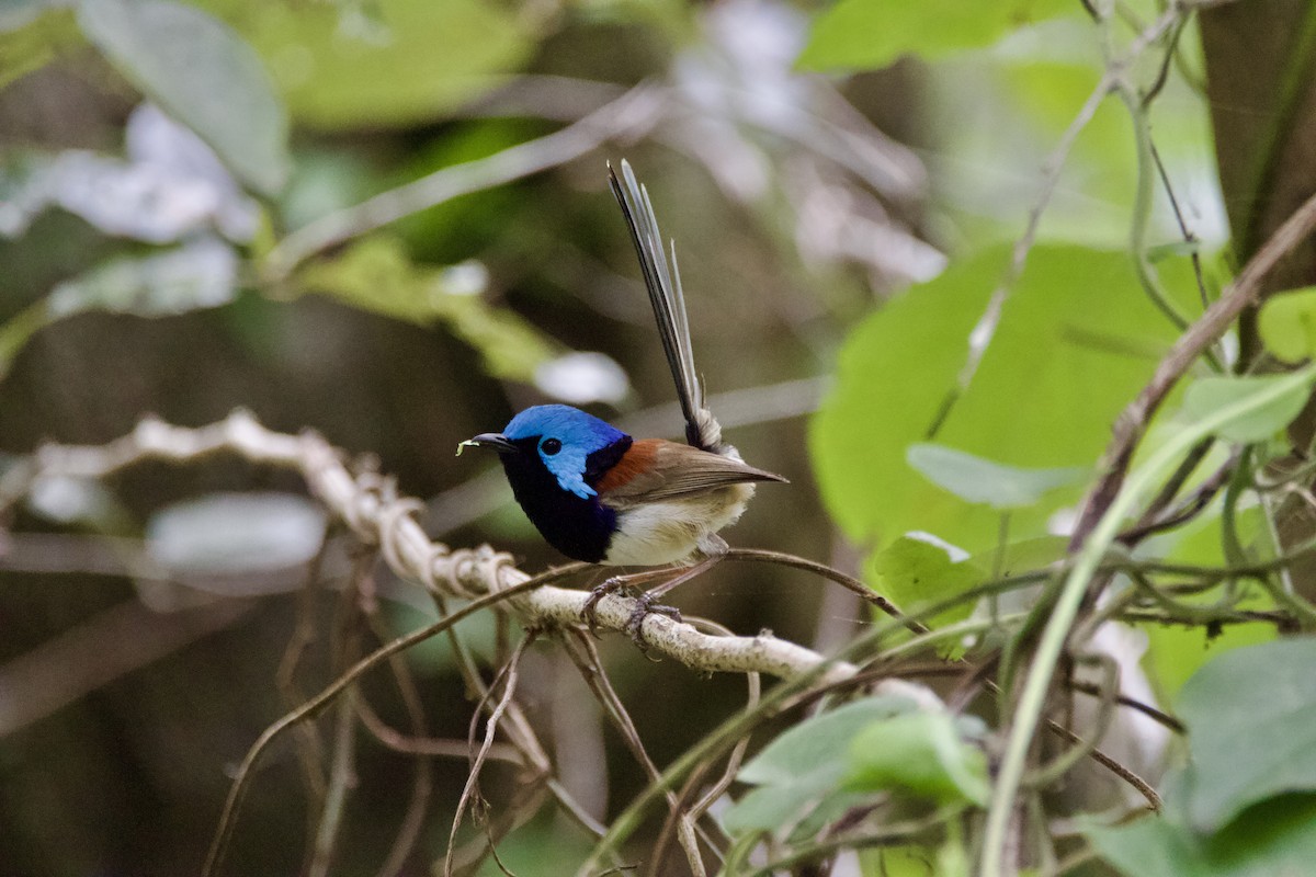 タサイオーストラリアムシクイ - ML645752620