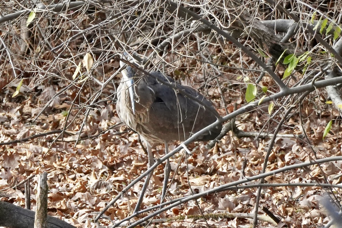 Great Blue Heron - ML645752621