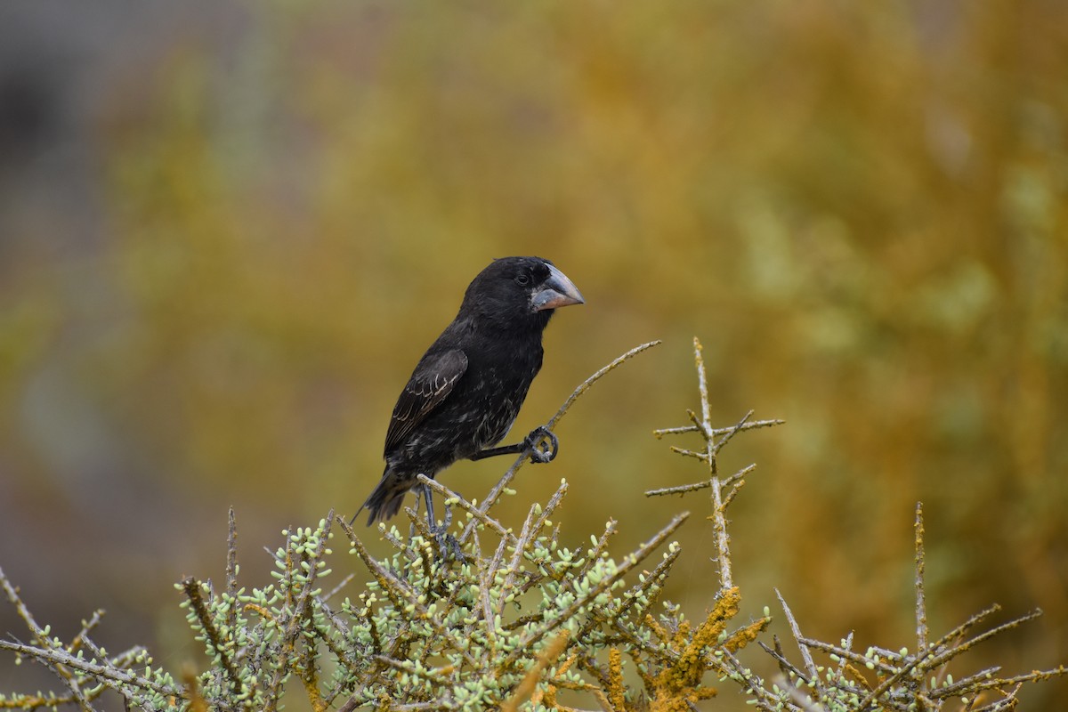 Española Ground-Finch - ML645752623