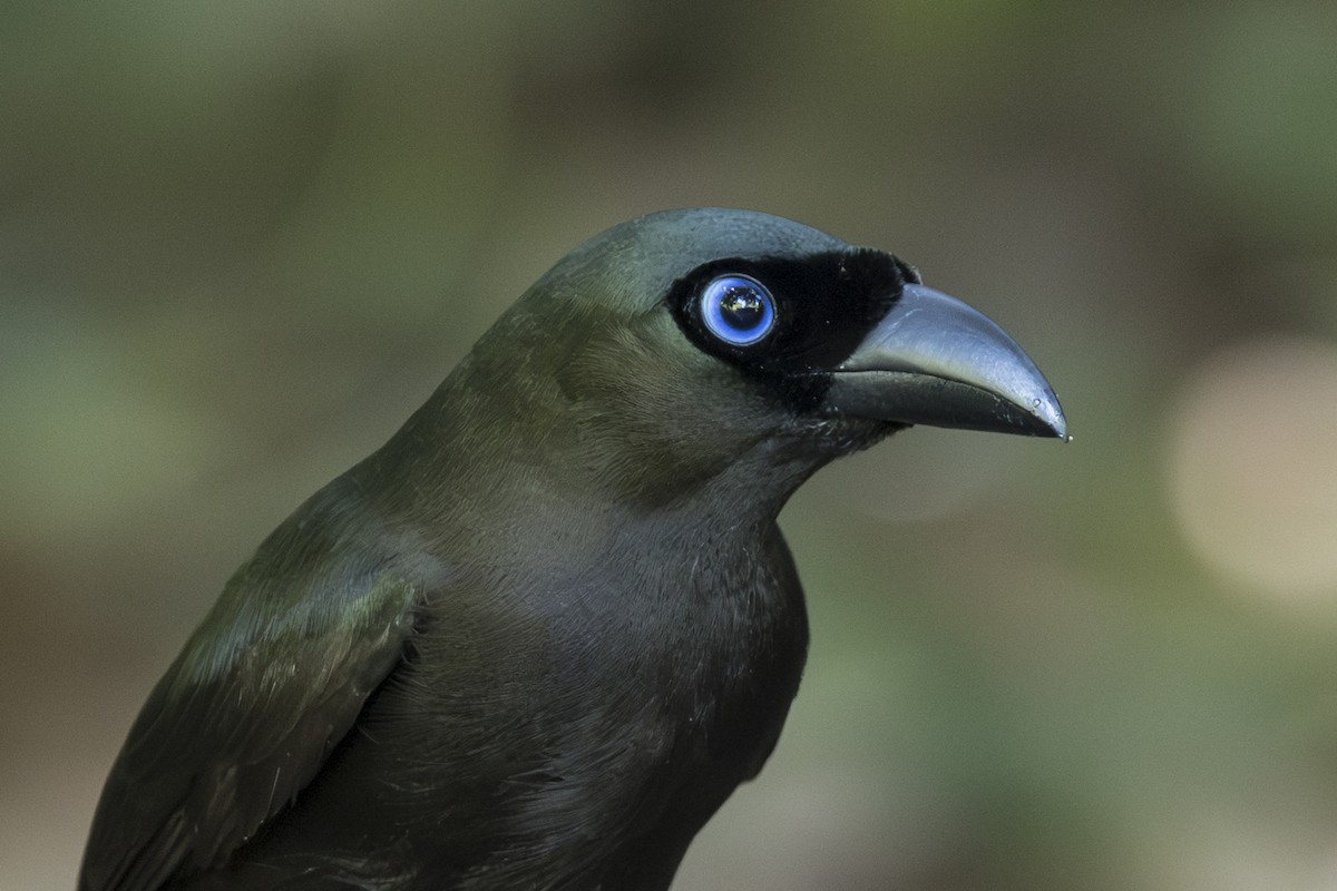 Ракетохвостая сорока - ML645752624