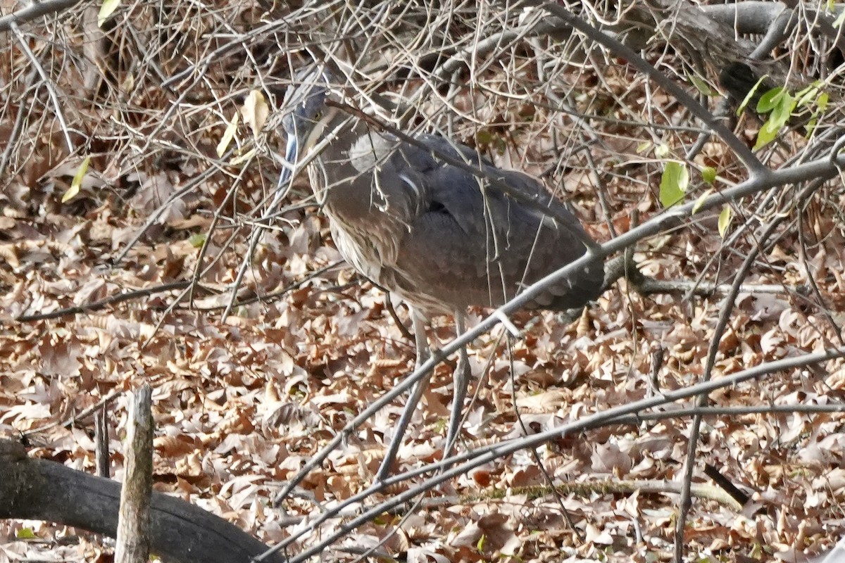 Great Blue Heron - ML645752626