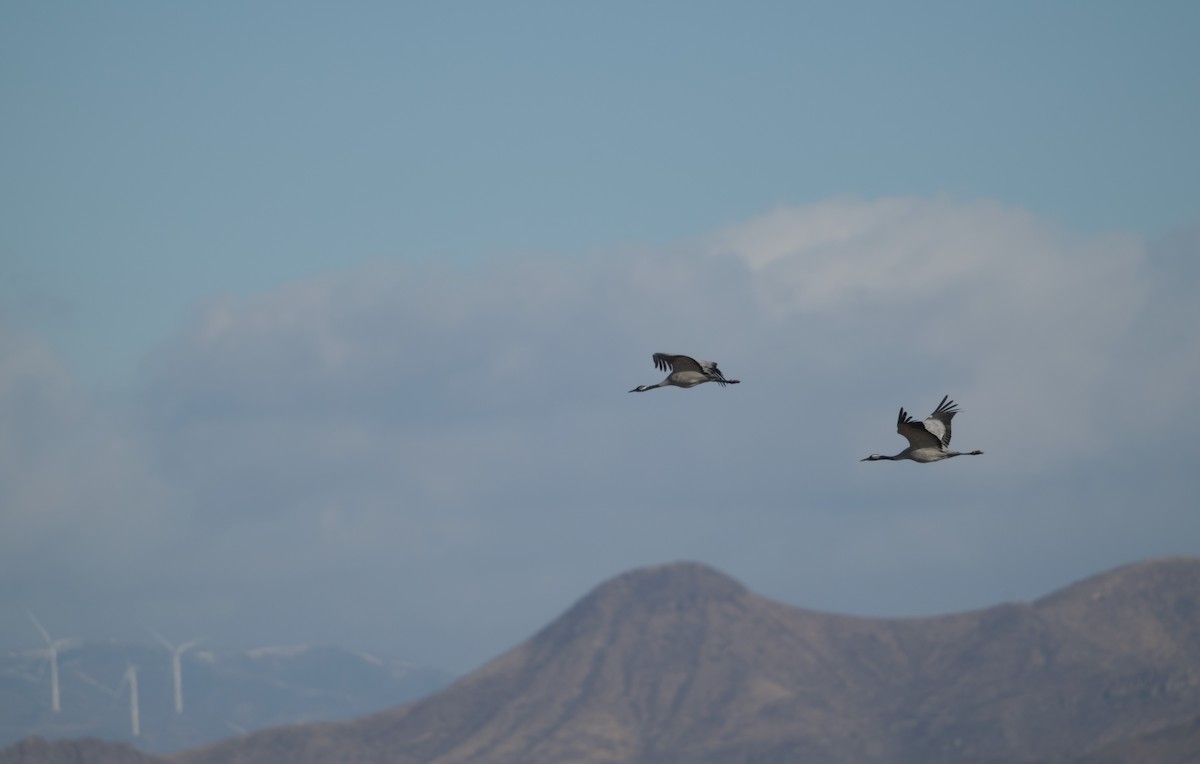 Common Crane - ML645752627