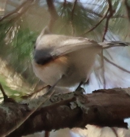 gråduskmeis - ML645752636