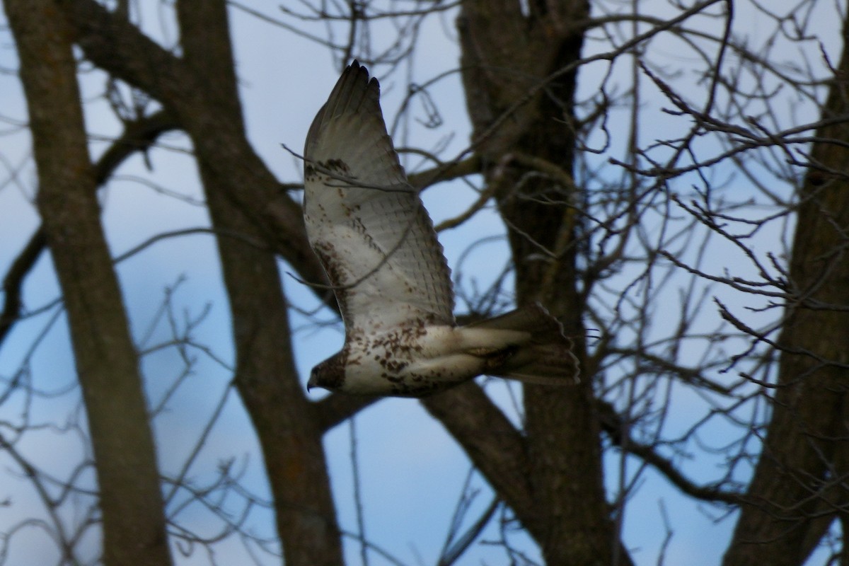 Red-tailed Hawk - ML645752641