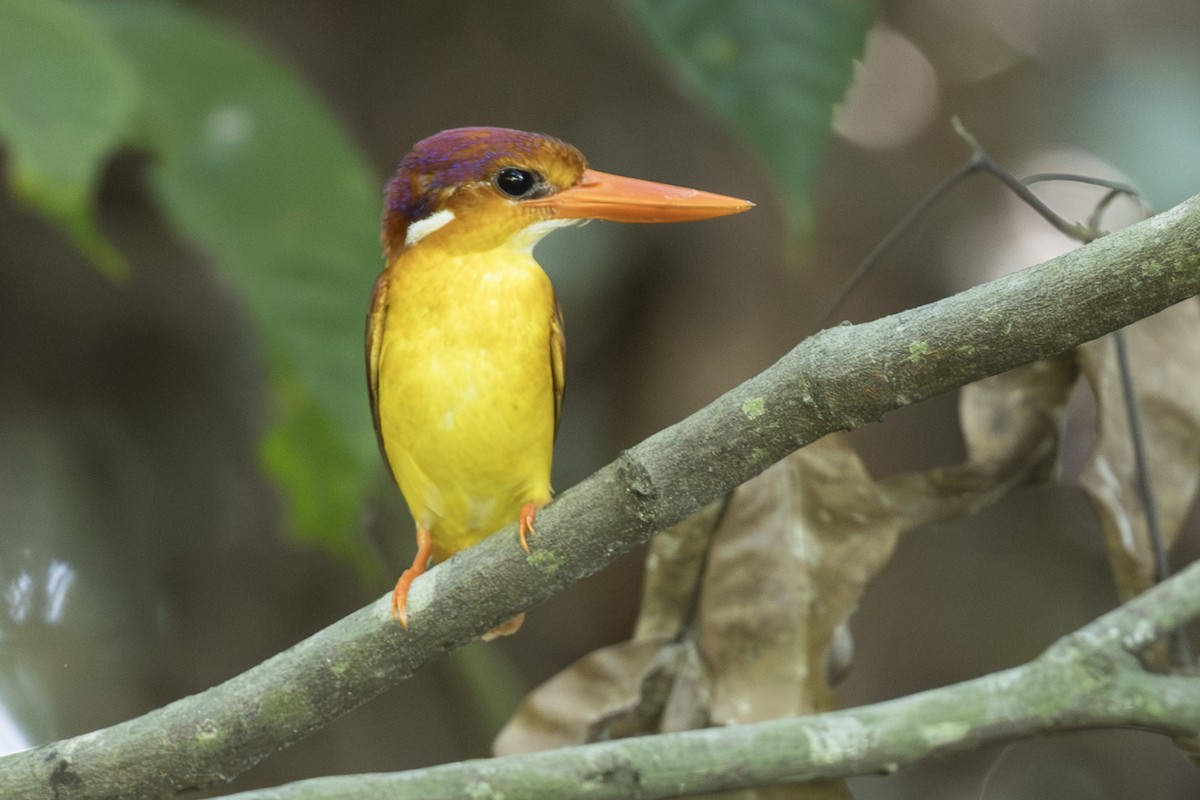 Rufous-backed Dwarf-Kingfisher - ML645752642