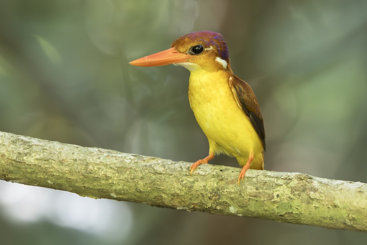 Rufous-backed Dwarf-Kingfisher - ML645752643