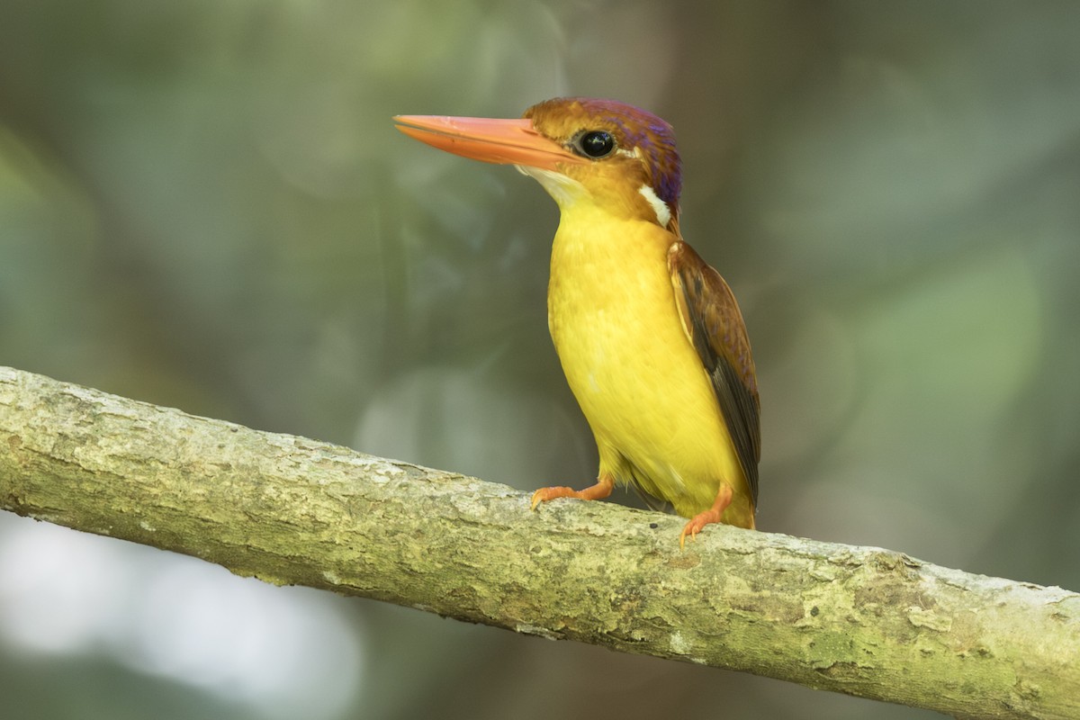Rufous-backed Dwarf-Kingfisher - ML645752644