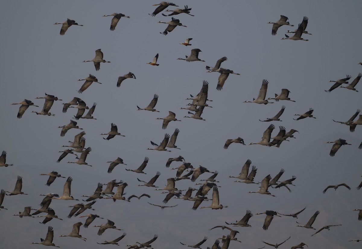 Common Crane - ML645752645