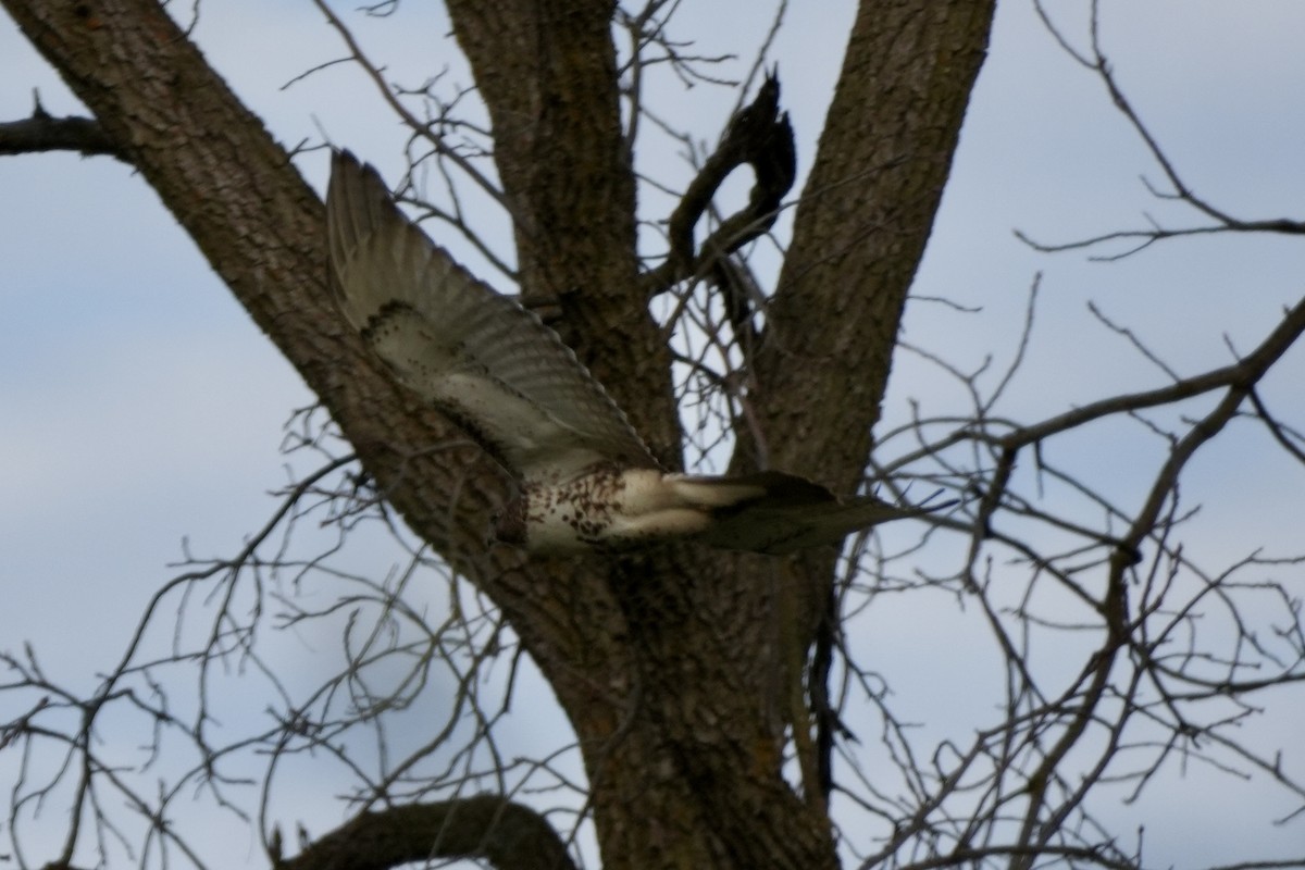 Red-tailed Hawk - ML645752646