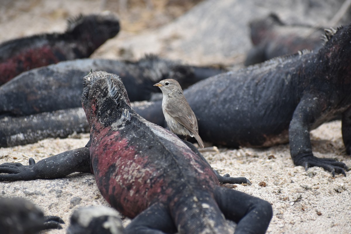 Gray Warbler-Finch - ML645752647