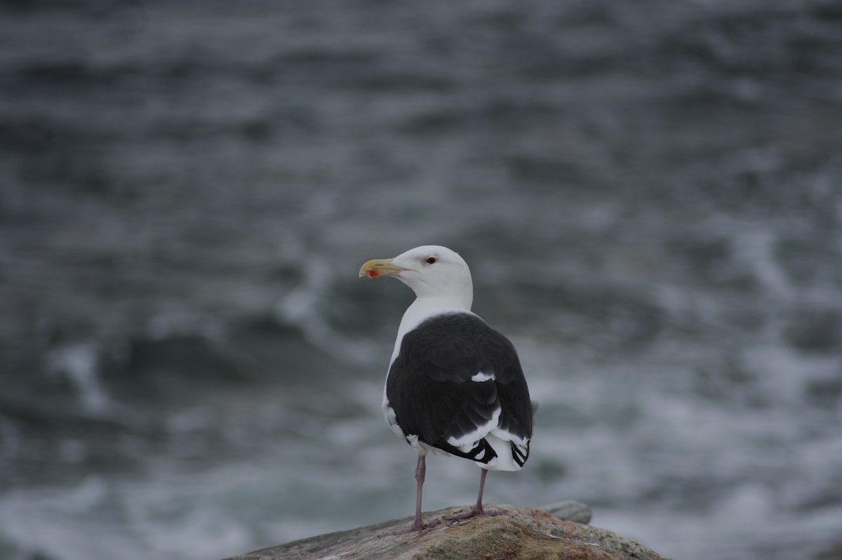 Gavión Atlántico - ML645752648