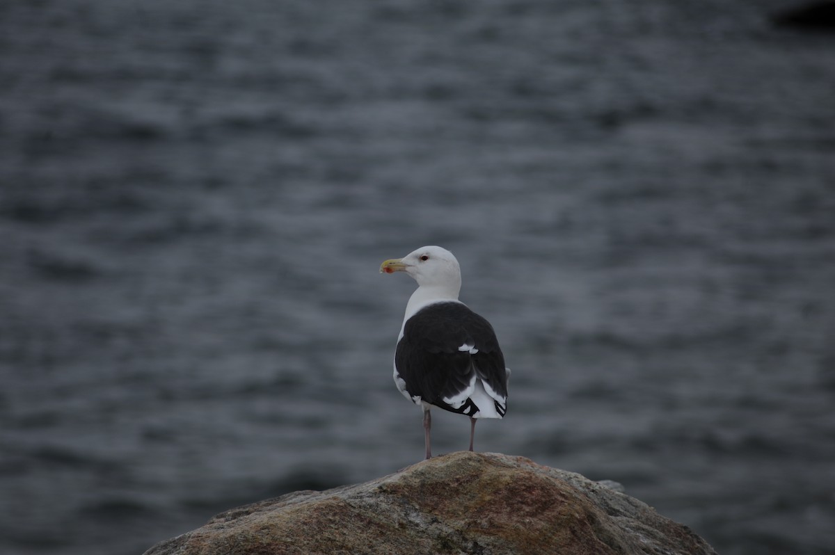 Gavión Atlántico - ML645752649