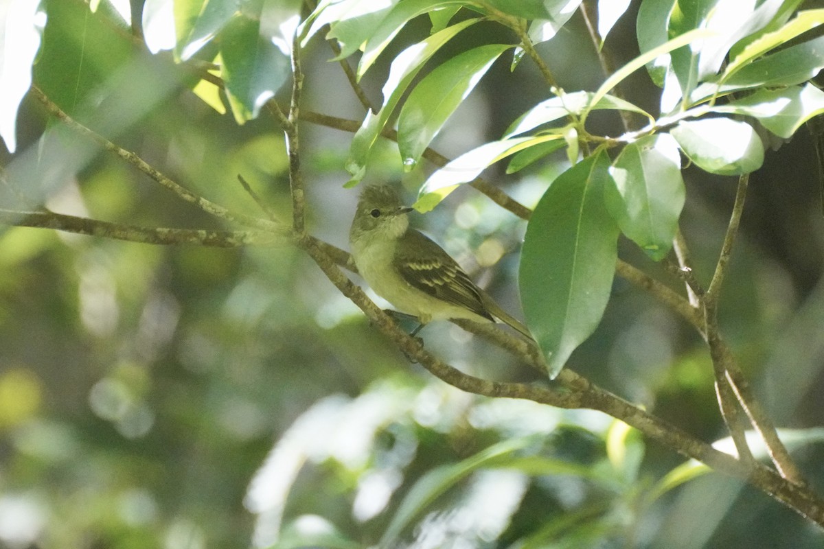 Élénie siffleuse - ML645752657