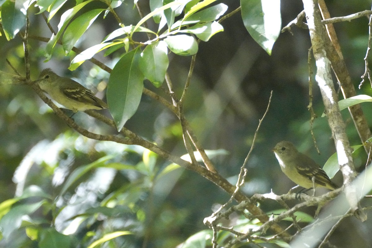 Élénie siffleuse - ML645752661