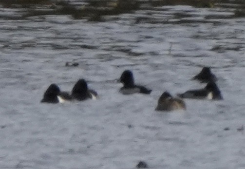 Ring-necked Duck - ML645752663