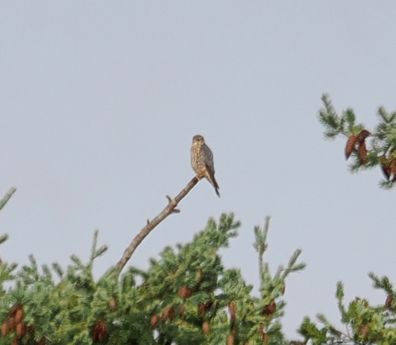 Merlin - ML645752665