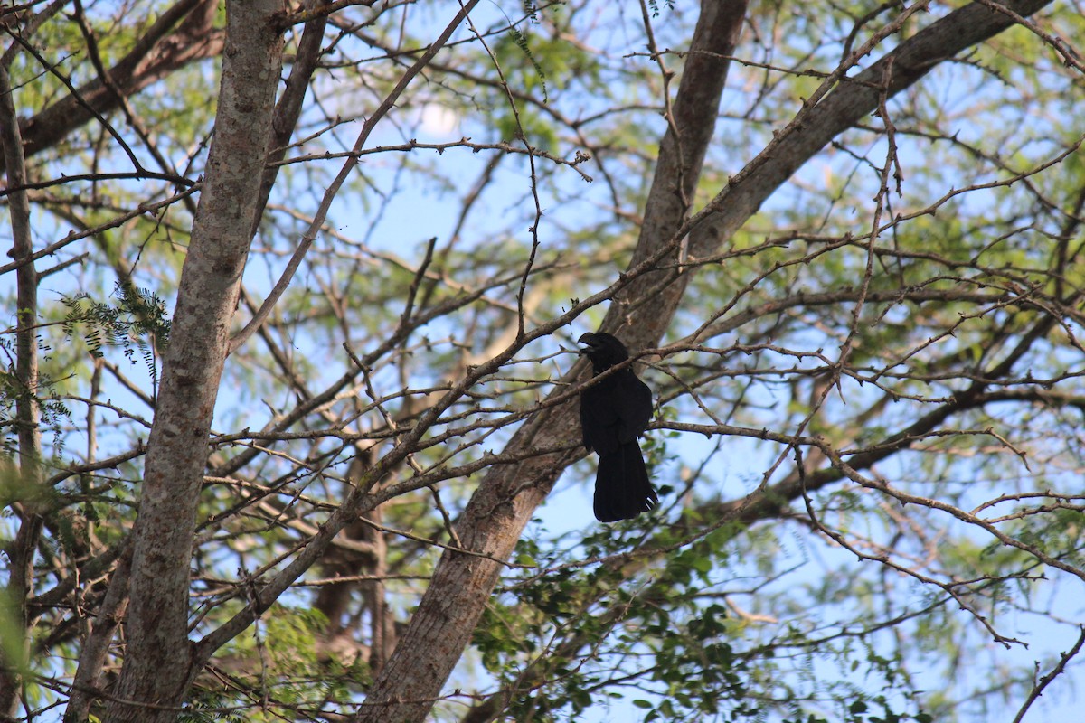 Ані товстодзьобий - ML645752666
