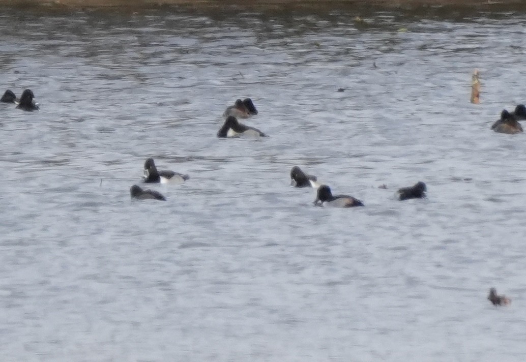 Ring-necked Duck - ML645752671