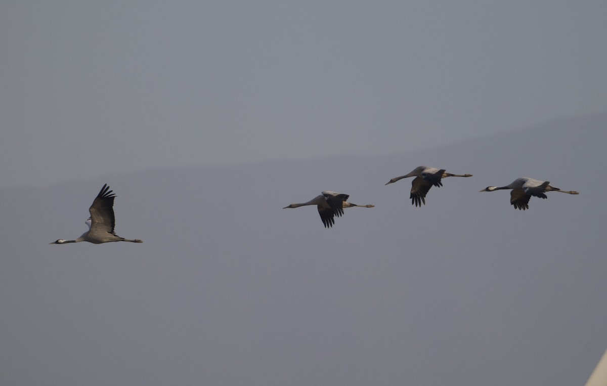 Common Crane - ML645752675