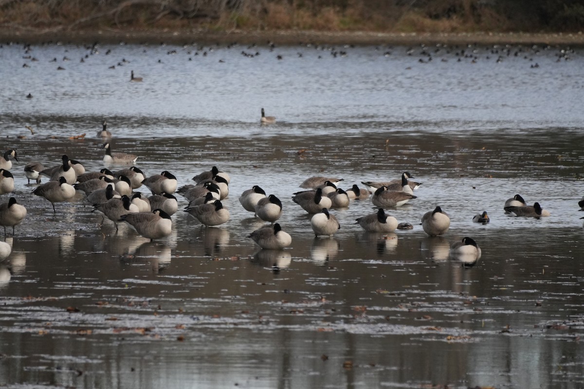 Canada Goose - ML645752689