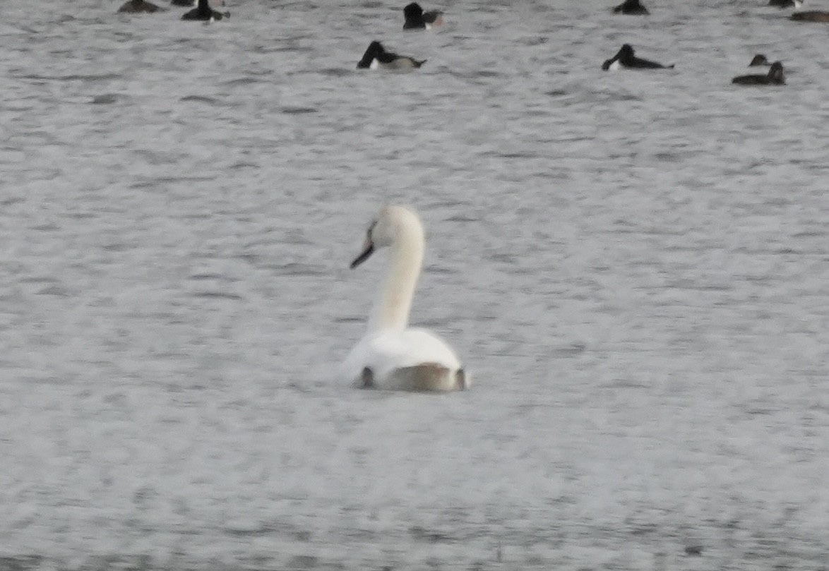 Mute Swan - ML645752695