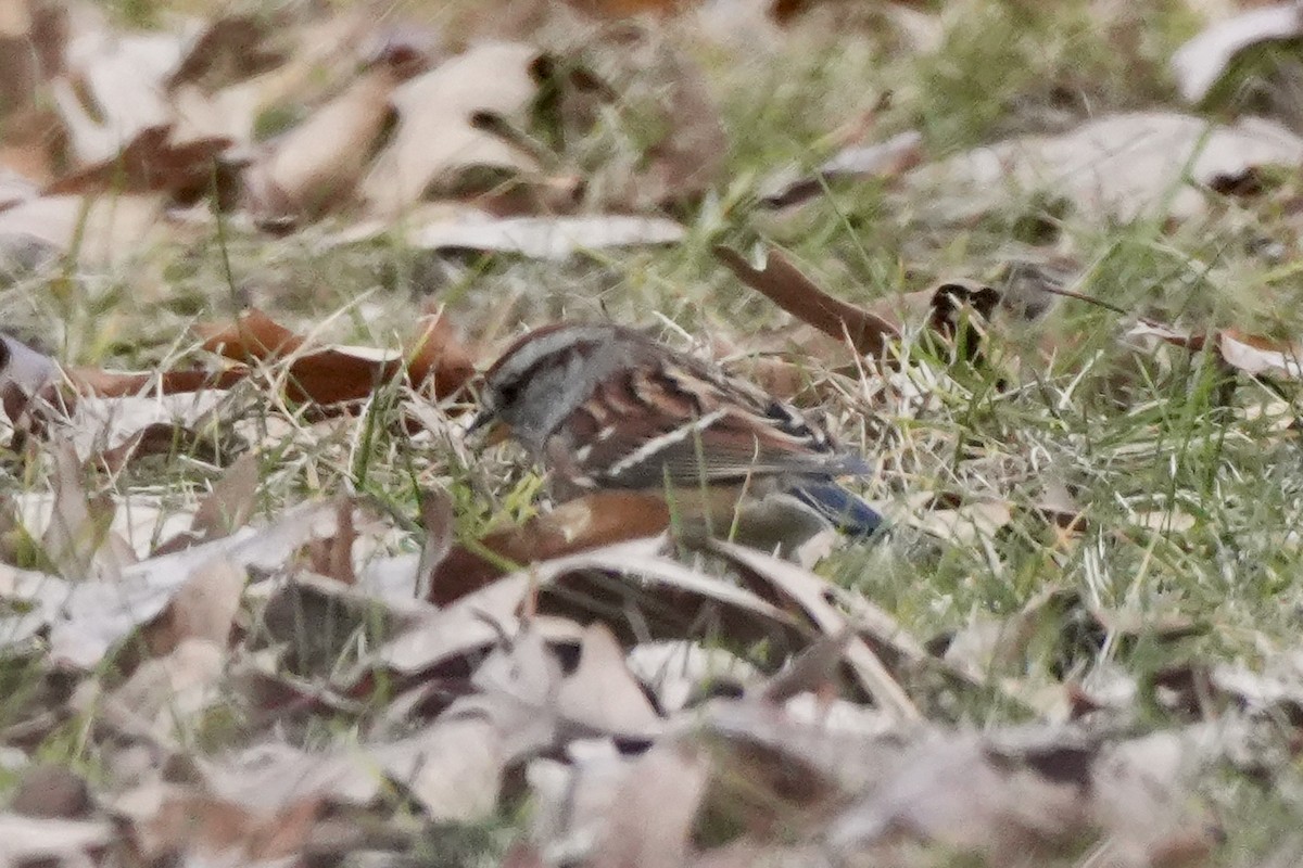 American Tree Sparrow - ML645752697