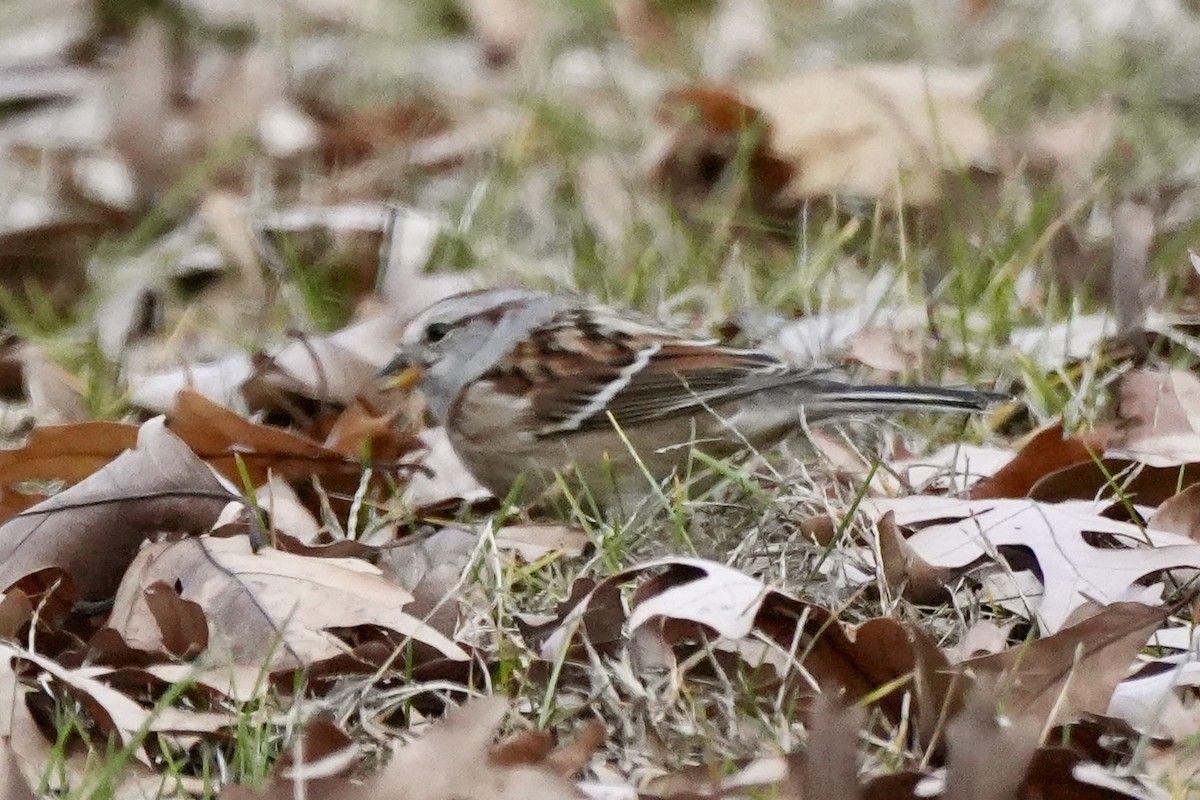 American Tree Sparrow - ML645752699