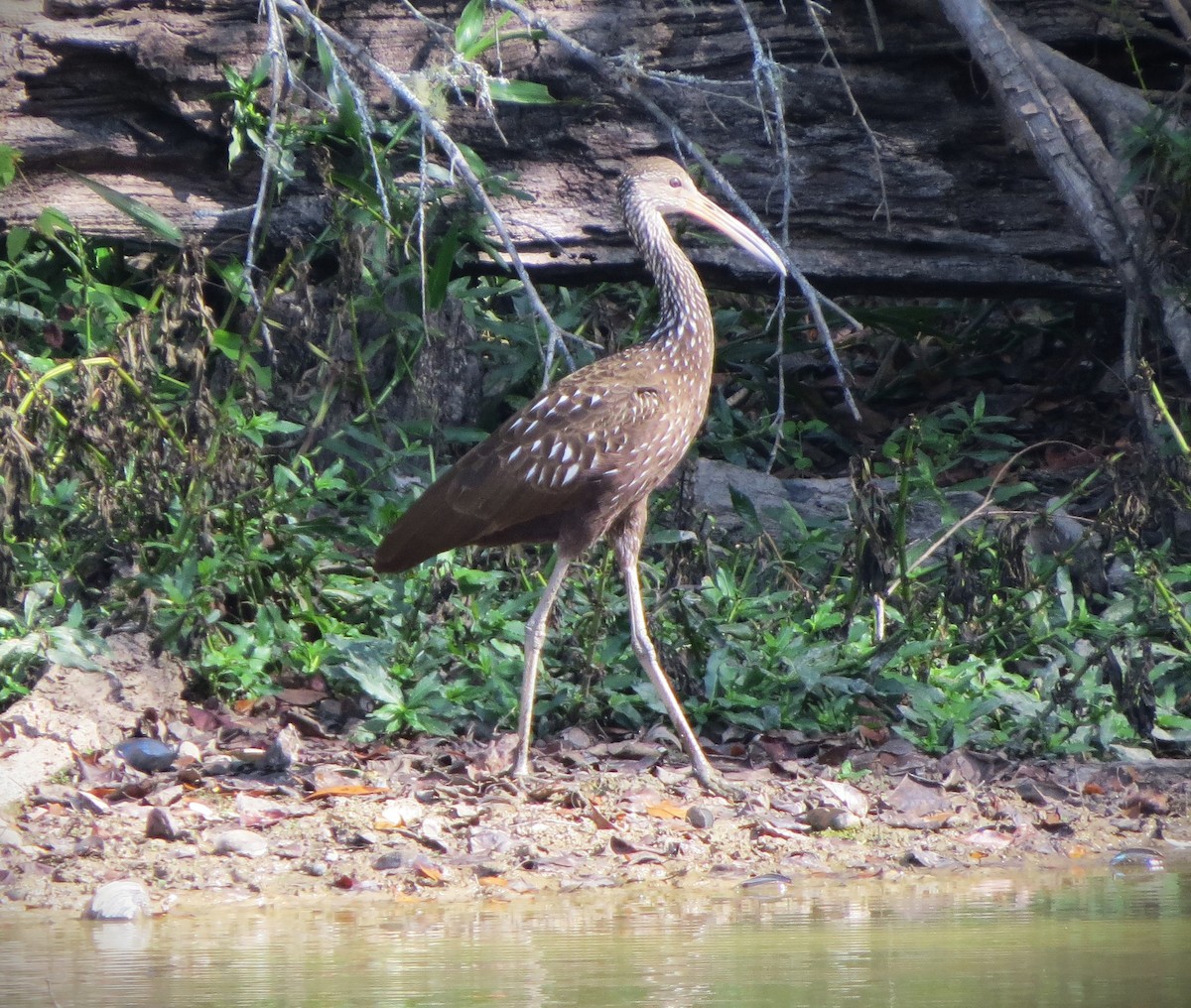 Limpkin - ML645752700