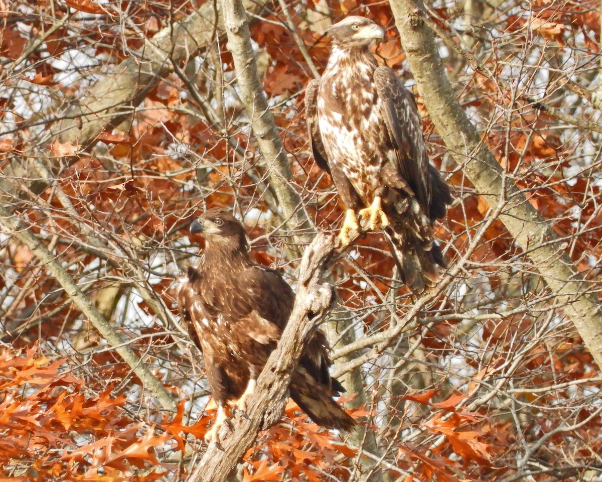 Pygargue à tête blanche - ML645752701