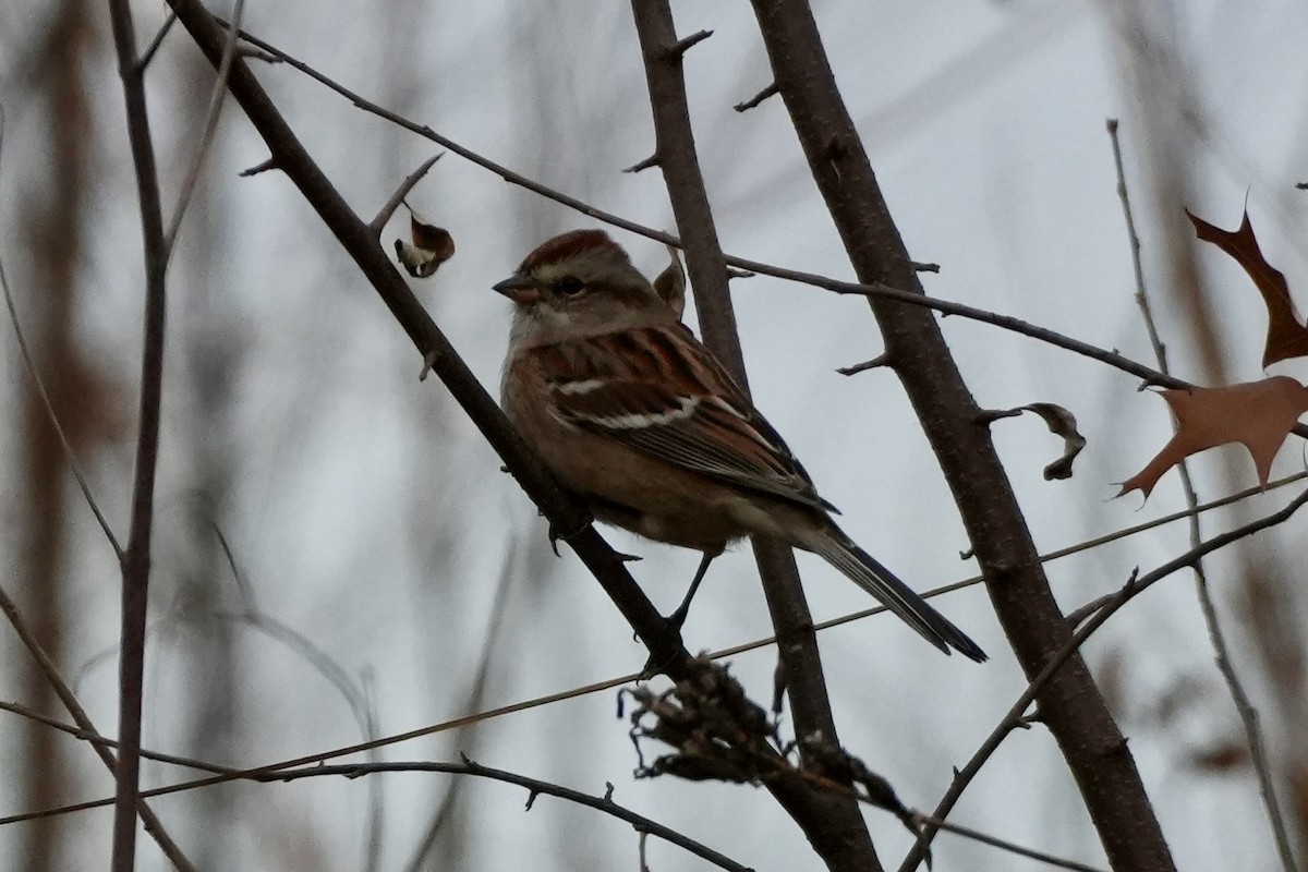 American Tree Sparrow - ML645752703