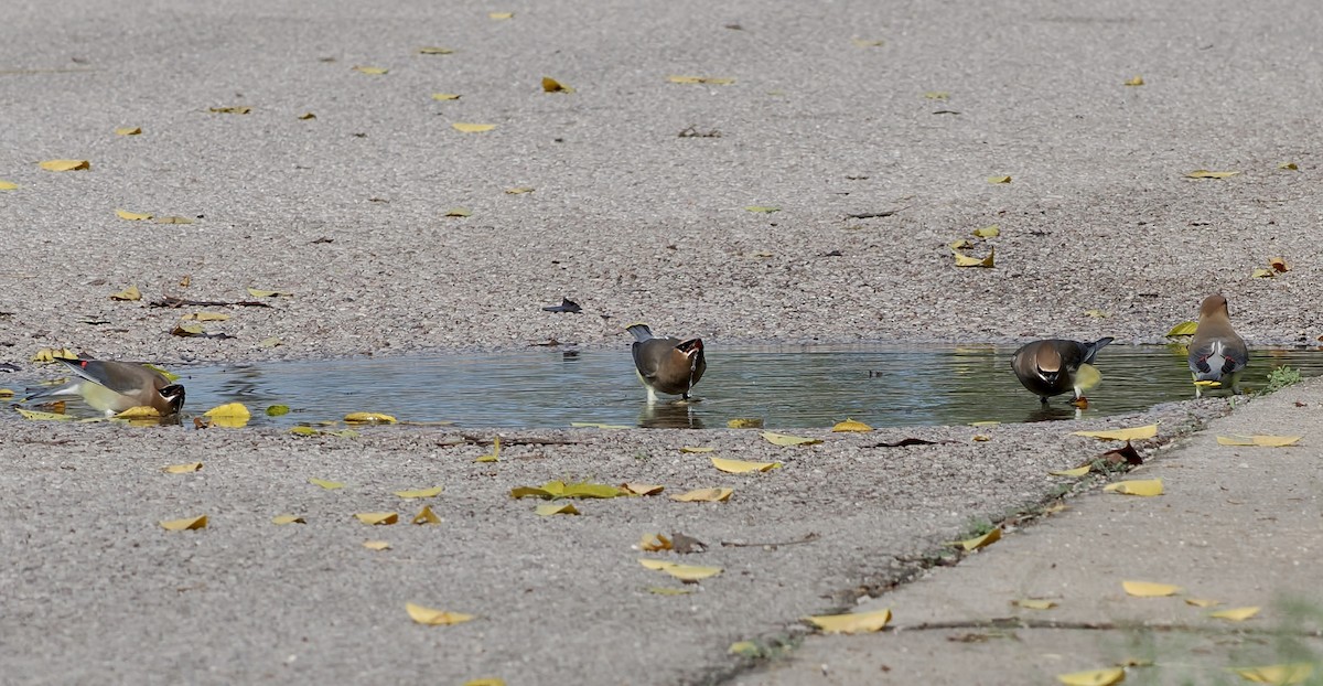 Cedar Waxwing - ML645752704