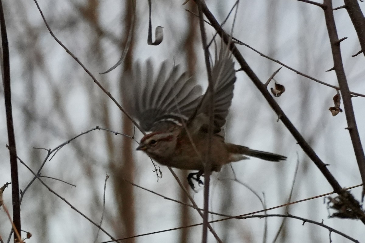 American Tree Sparrow - ML645752707