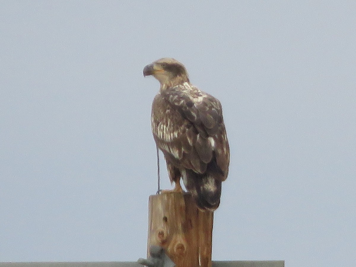 Pygargue à tête blanche - ML645752708