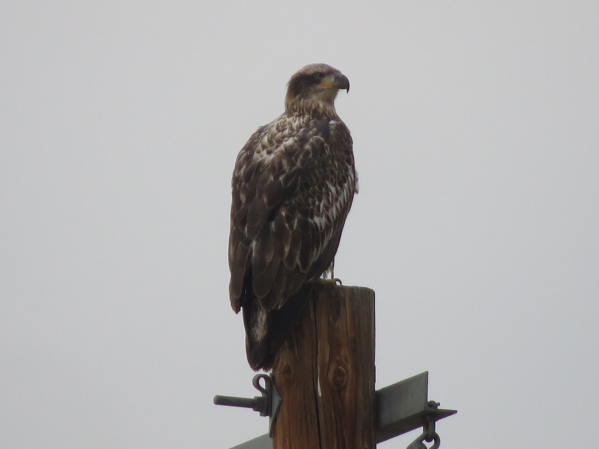 Bald Eagle - ML645752709
