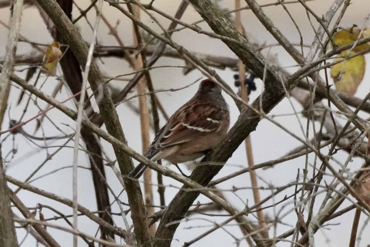 American Tree Sparrow - ML645752711
