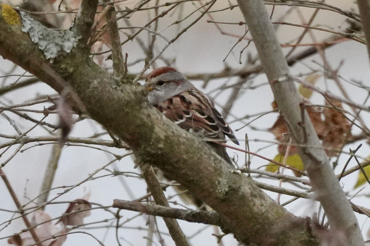 American Tree Sparrow - ML645752717
