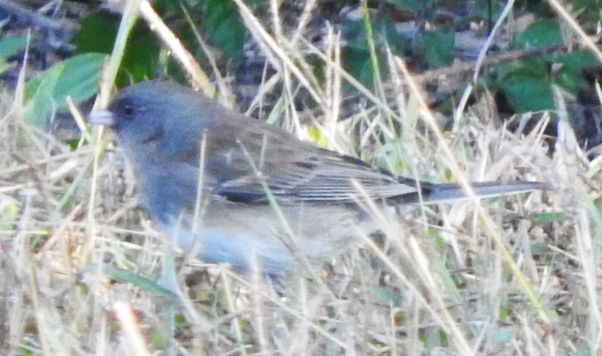 Dark-eyed Junco - ML645752720