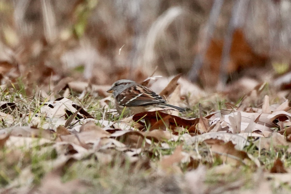 American Tree Sparrow - ML645752723