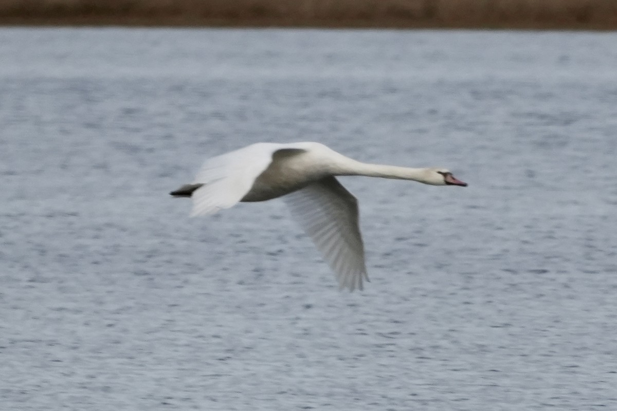 Mute Swan - ML645752725