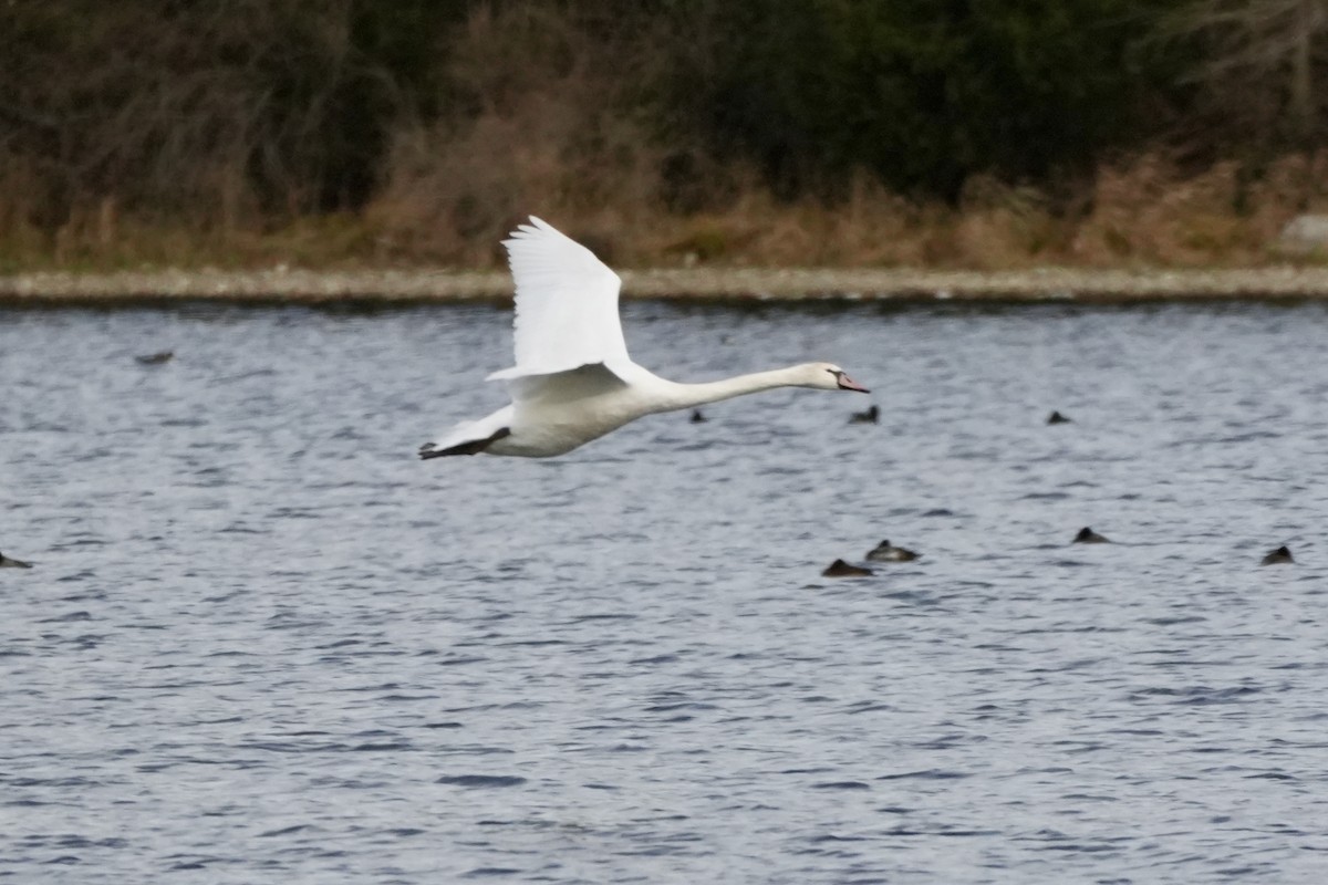 Mute Swan - ML645752729