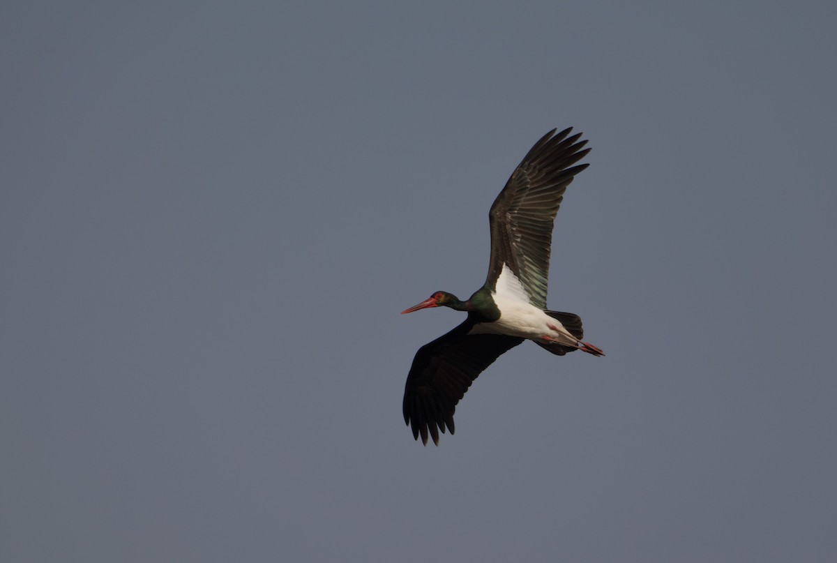 Black Stork - ML645752733