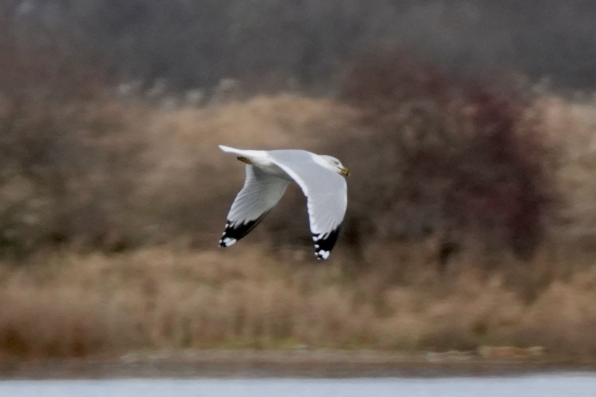 Ring-billed Gull - ML645752734