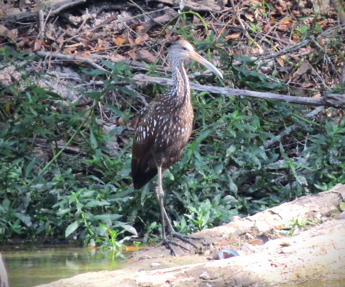 Limpkin - ML645752736